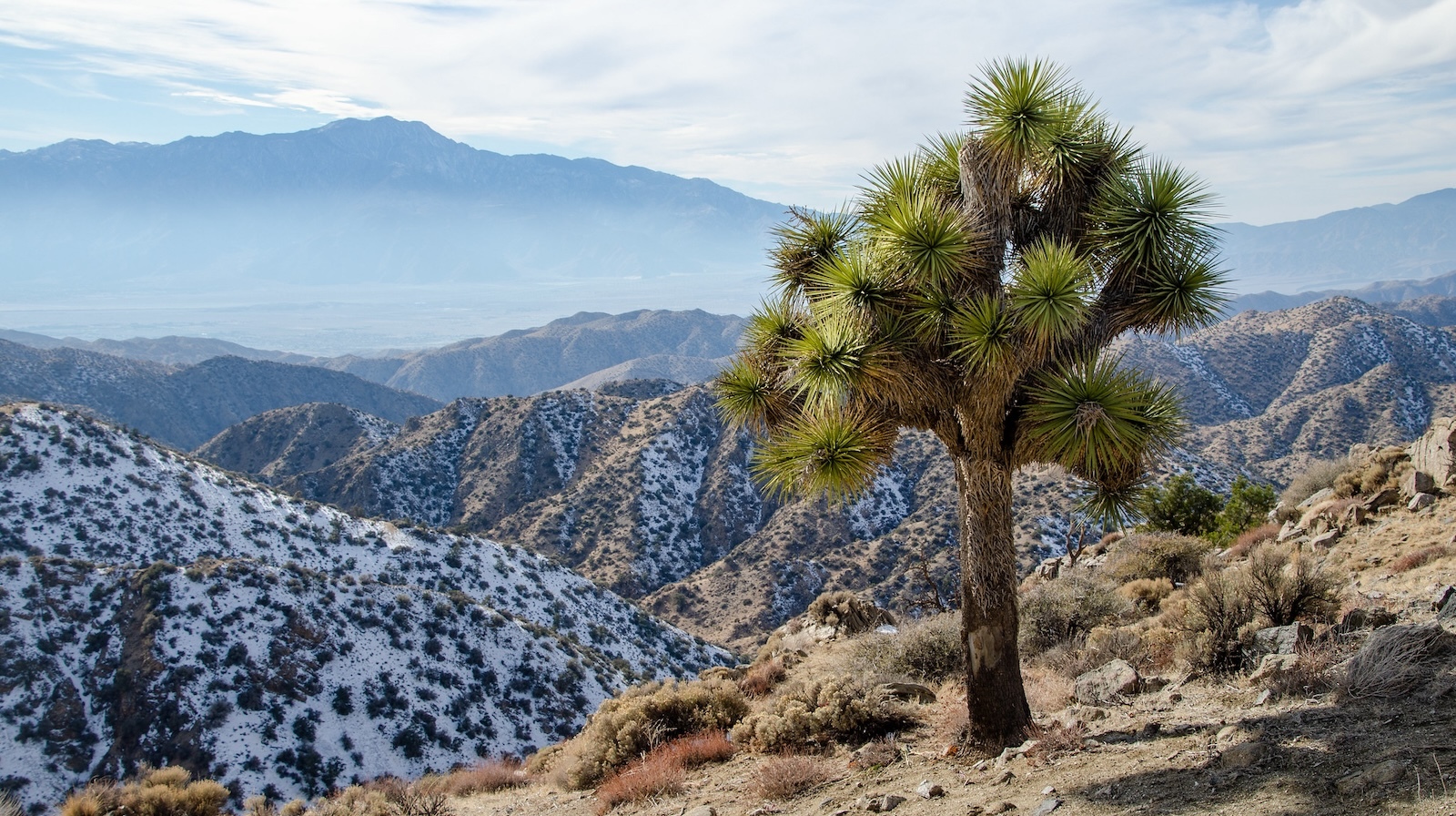 Với thời tiết nóng hơn, khô hơn, cây Joshua ở California đang gặp rắc rối